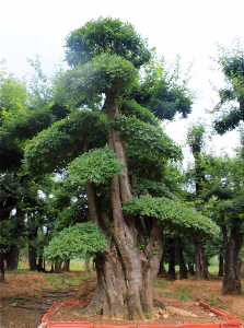 對節(jié)白蠟盆景