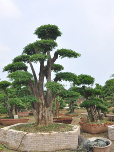 對節(jié)白蠟盆景